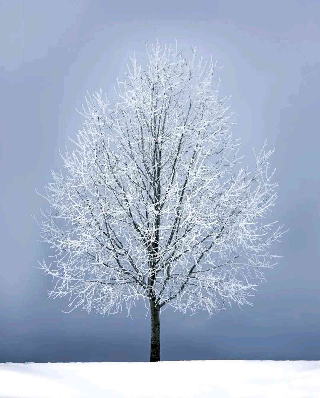 在这冬天，初雪文案浪漫绽放，让人感受美好雪花带来的馨时刻