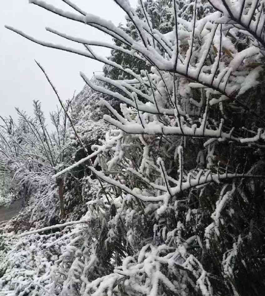 在这冬天，初雪文案浪漫绽放，让人感受美好雪花带来的馨时刻