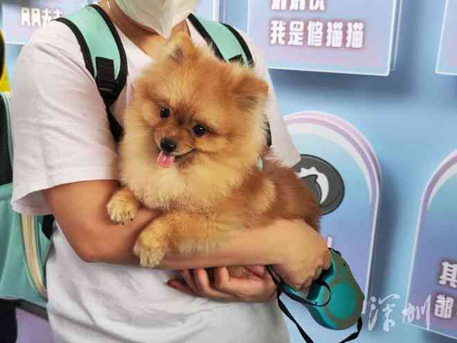 宠物文案高级ai