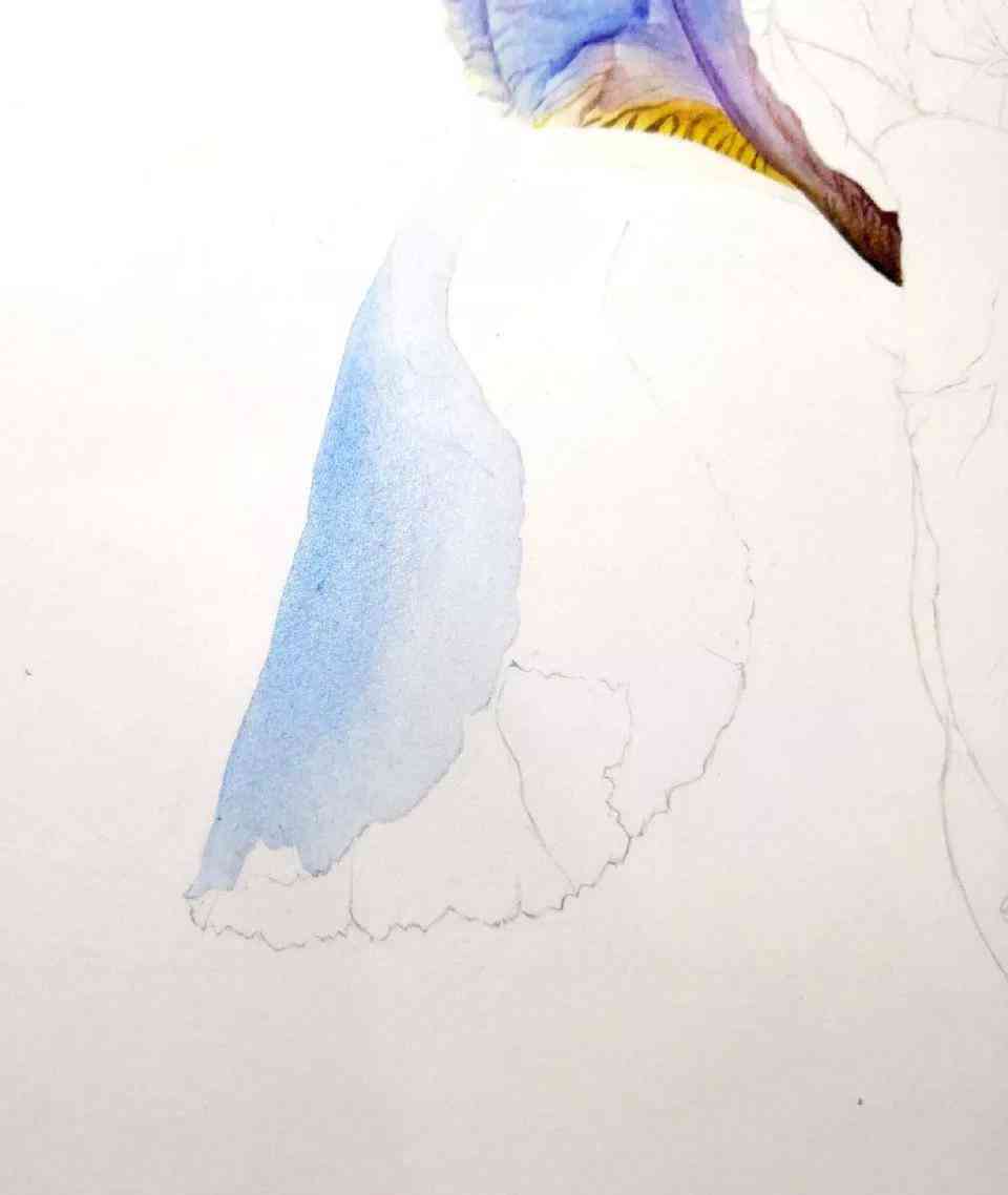 抖音专属水彩画教程：画画入门，学画水彩，轻松掌握画画技巧系列