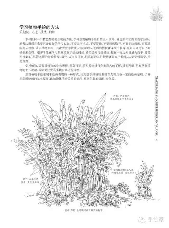 详解植物人物绘画技巧：从构思到上色全流程指南