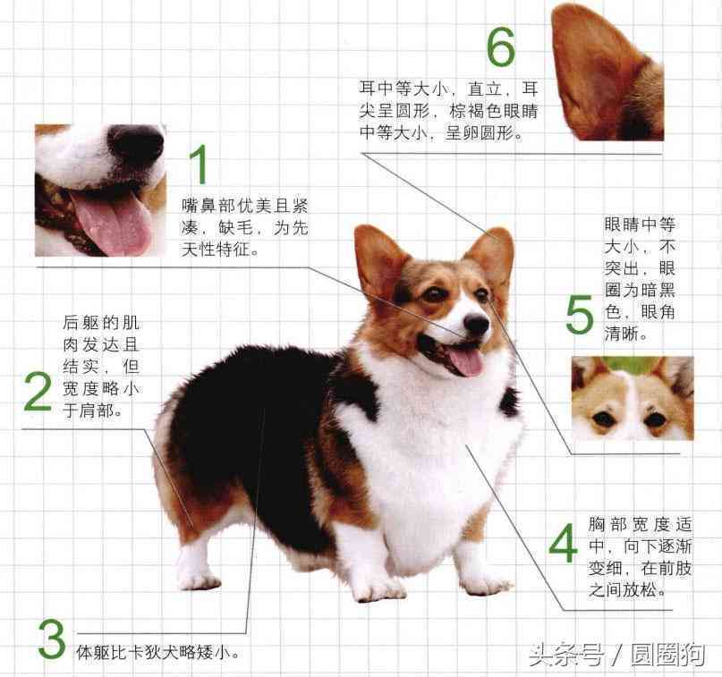 基犬的正确书写方法及常见相关问题解答指南