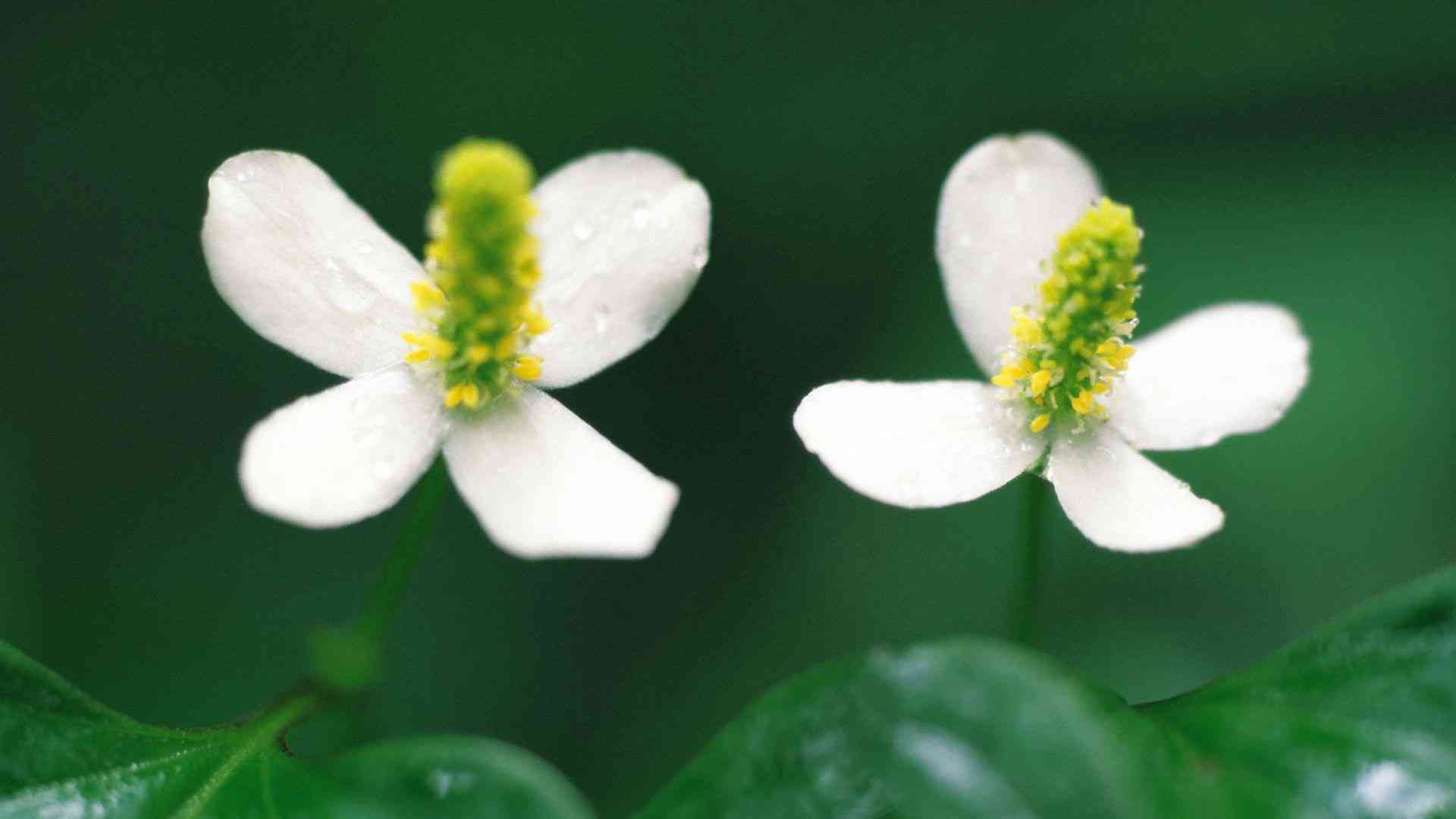 ai花文案：柔短句，诠释爱意与福生活，绽放花爱情韵致