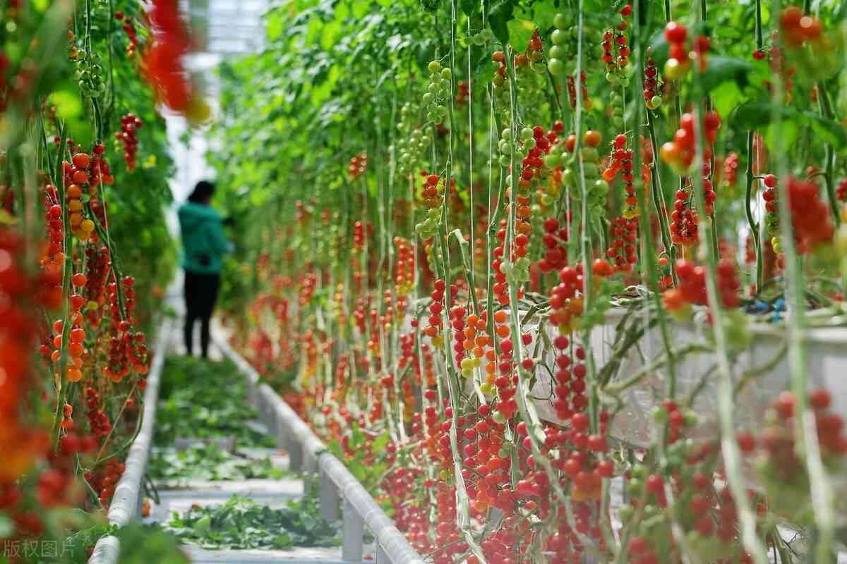 光子AI量化软件测试报告：撰写指南与模板示例