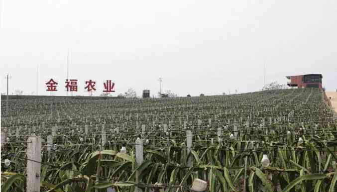 全面解析火龙果：种植、营养、食谱与应用指南