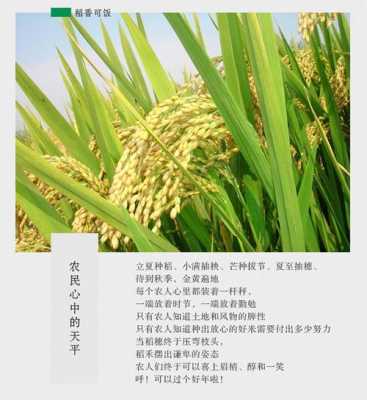 用AI做农产品文案怎么写：创意撰写与美观表达技巧