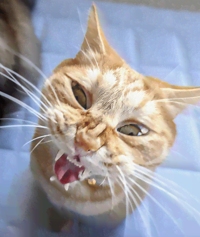 最近猫咪变脸大赛笑翻天：哈哈，看看这些表情多逗趣！
