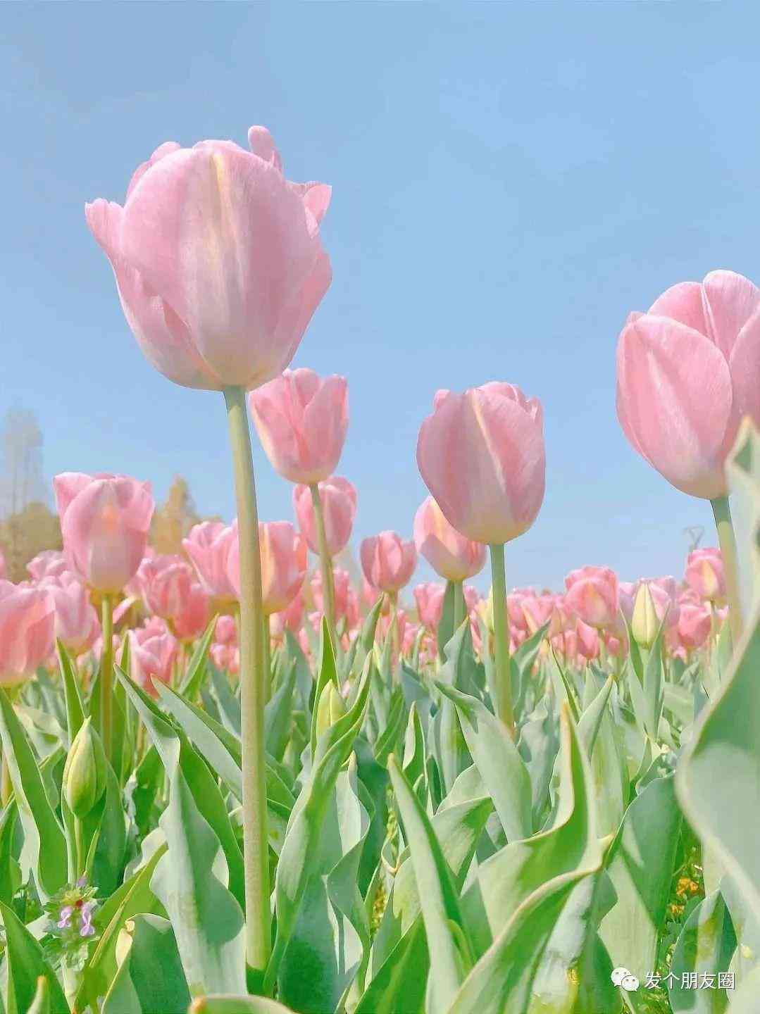 春天还没来文案ai