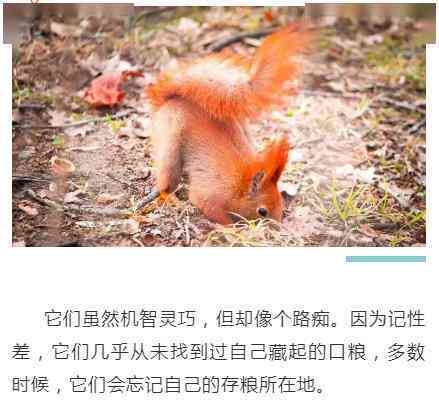 松鼠ai体验朋友圈文案