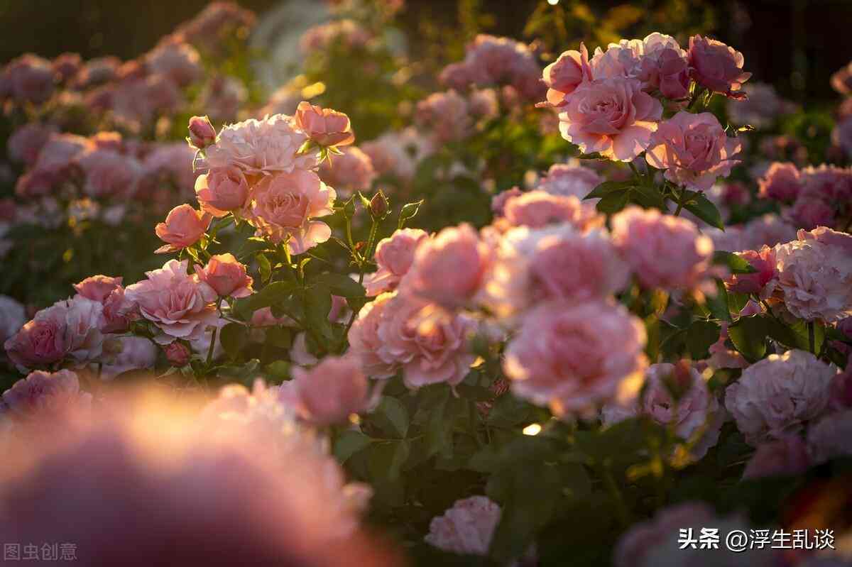 融入浪漫与馨：以花为主题的创意文案句子集锦