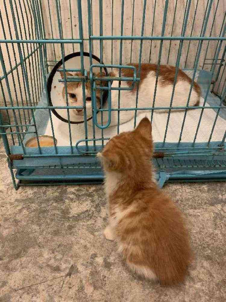 猫爱写作：猫写作业、创作诗文及作文特点解析