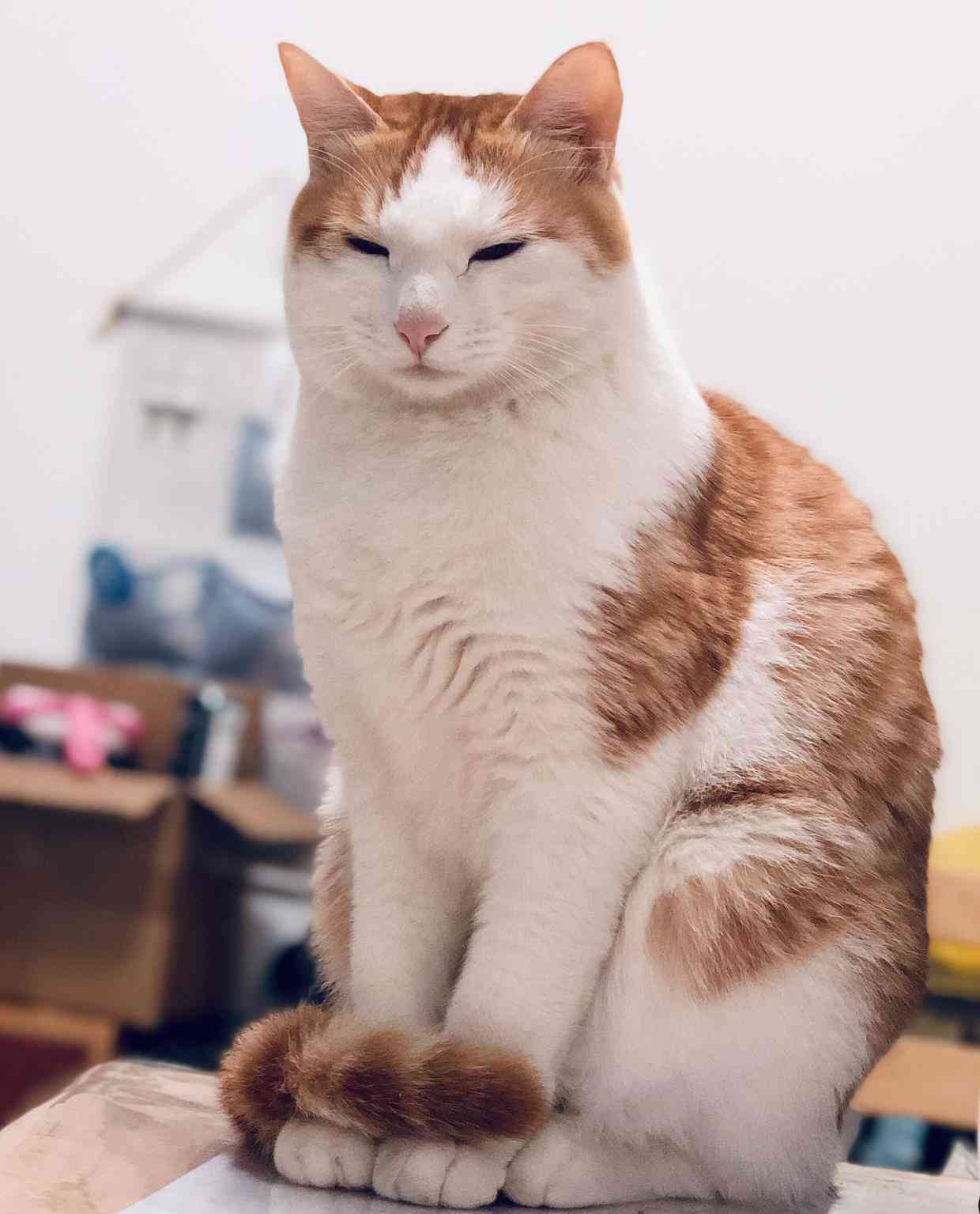 '猫咪秘塔：写作猫会员专享创作秘'