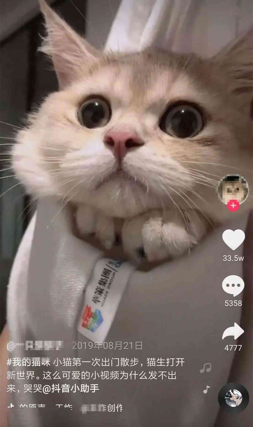 抖音豆包包是什么猫：揭秘网红猫豆包包的品种与魅力