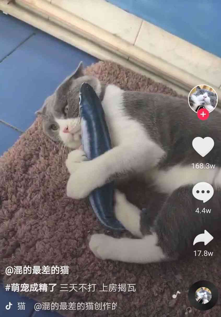 抖音豆包包是什么猫：揭秘网红猫豆包包的品种与魅力