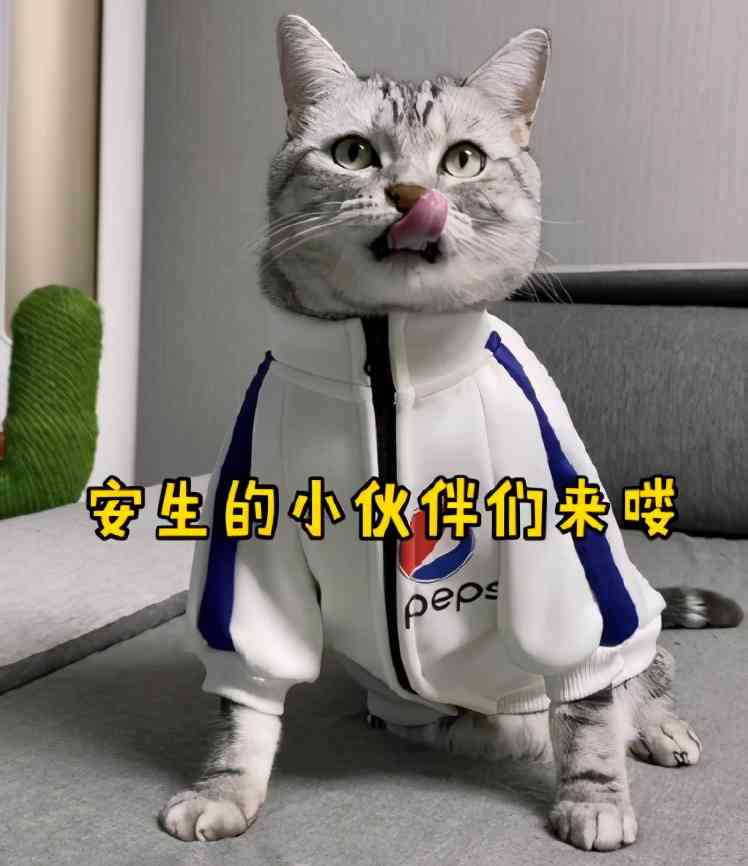 抖音豆包包是什么猫：揭秘网红猫豆包包的品种与魅力