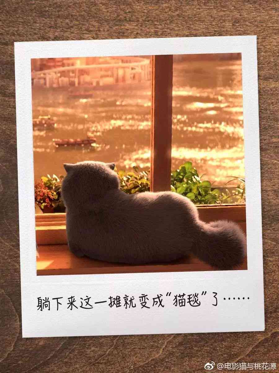 深度解析：一本正经的沙雕文案猫背后的创意源泉与幽默奥秘