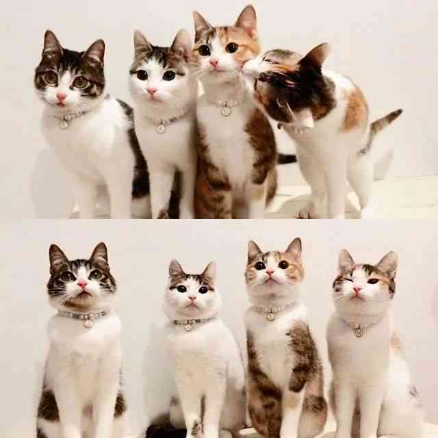 ai绘画关键词猫咪文案推荐：如何撰写吸引眼球的猫咪绘画文案