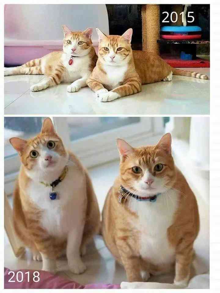 ai绘画关键词猫咪文案推荐：如何撰写吸引眼球的猫咪绘画文案