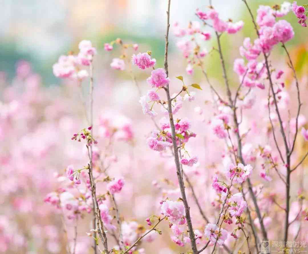 浪漫花香：编织爱情诗意的甜蜜文案