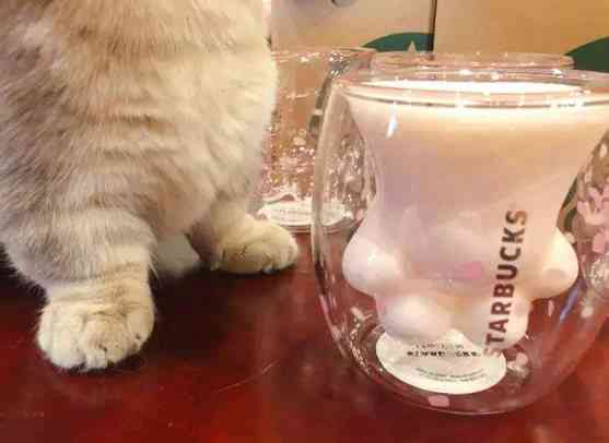 猫咪智能特效创意文案：AI赋能的猫语魅力展现