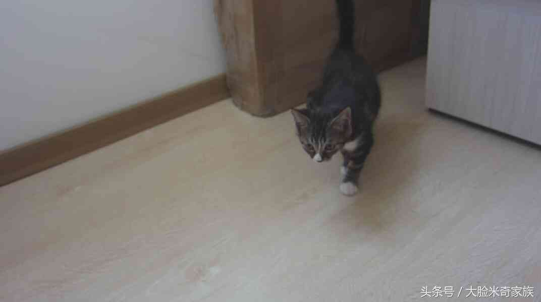 猫咪智能特效创意文案：AI赋能的猫语魅力展现