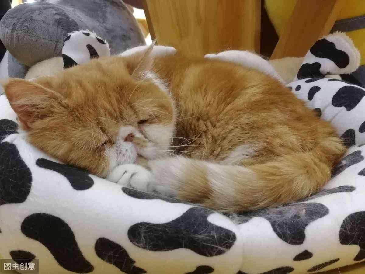 猫咪智能特效创意文案：AI赋能的猫语魅力展现