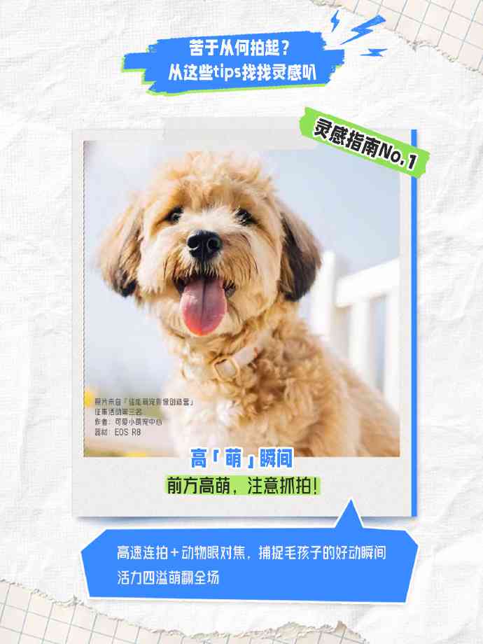 ai绘画宠物文案朋友圈：打造专属宠物画册，分享爱宠可爱瞬间，记录馨时刻