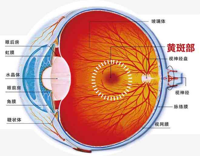人工智能眼底成像技术综合诊断报告：全面解读眼底健状况与疾病风险