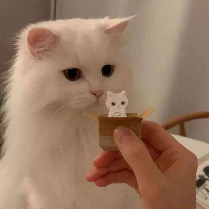 ai生成可爱的猫咪文案