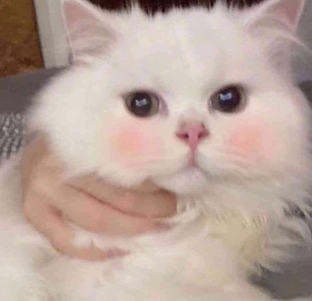 ai生成可爱的猫咪文案