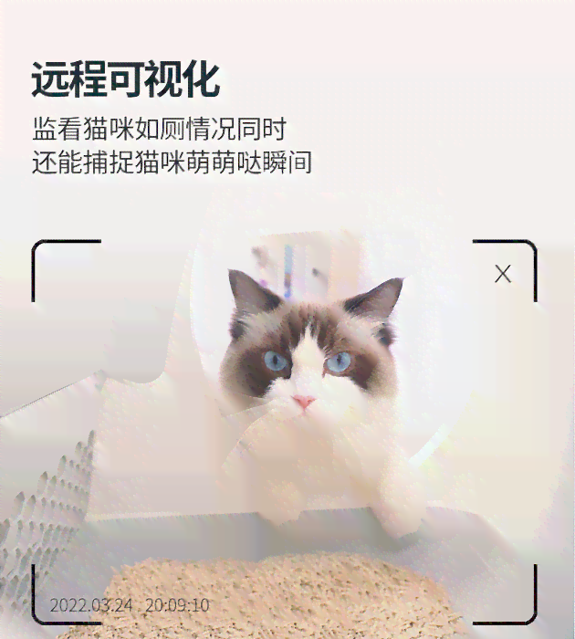 智能猫咪犬伴：探索未来宠物伴侣的人工智能革新