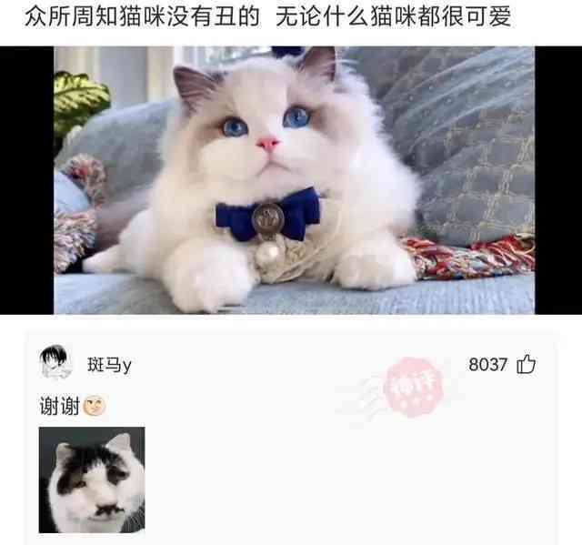 AI猫咪文案金句汇总：全面收录驯服技巧与创意短句集锦