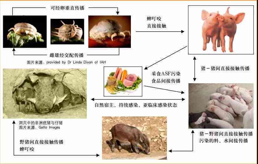 传染病可以认定工伤么现在怎么办：感染传染病的工伤认定流程与处理方法