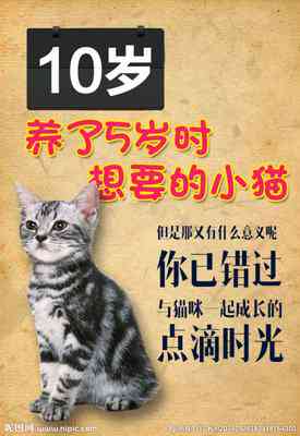 掌握AI猫咪：打造个性化猫咪训练文案金句集锦