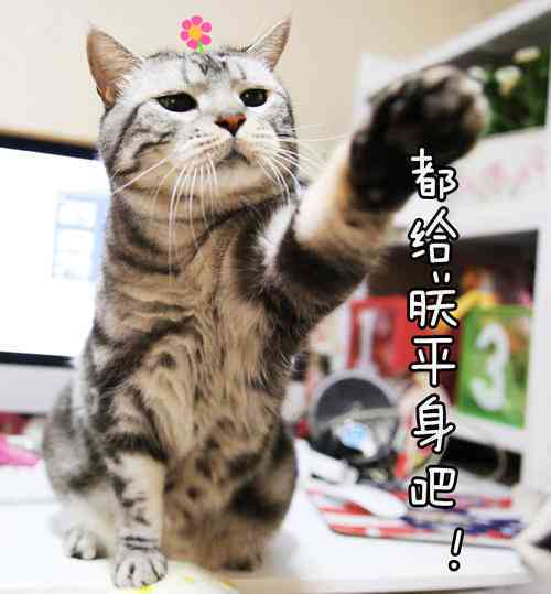 驯服猫咪轻而易举：先穿此物再，蝙蝠侠也不例外，一即成。