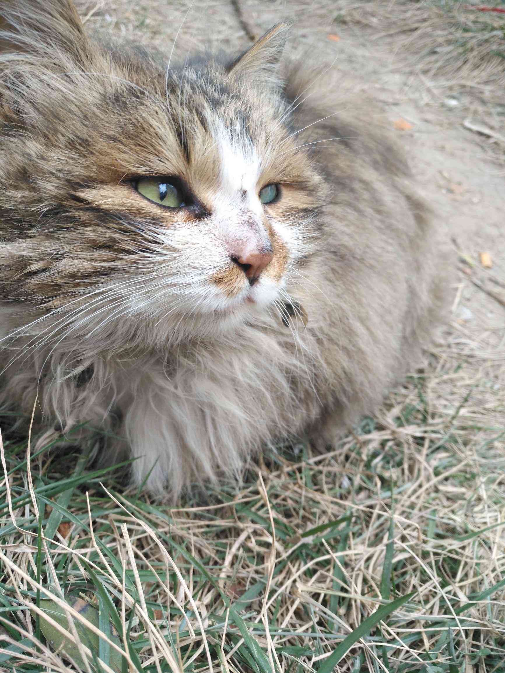 猫咪AI变身狮子文案怎么写好看又简洁易懂