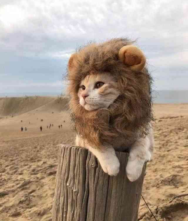 猫咪AI变身狮子文案怎么写好看又简洁易懂