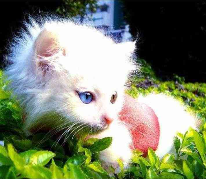 猫咪AI进化全解析：如何巧妙撰写狮子变身文案，涵用户搜索全攻略