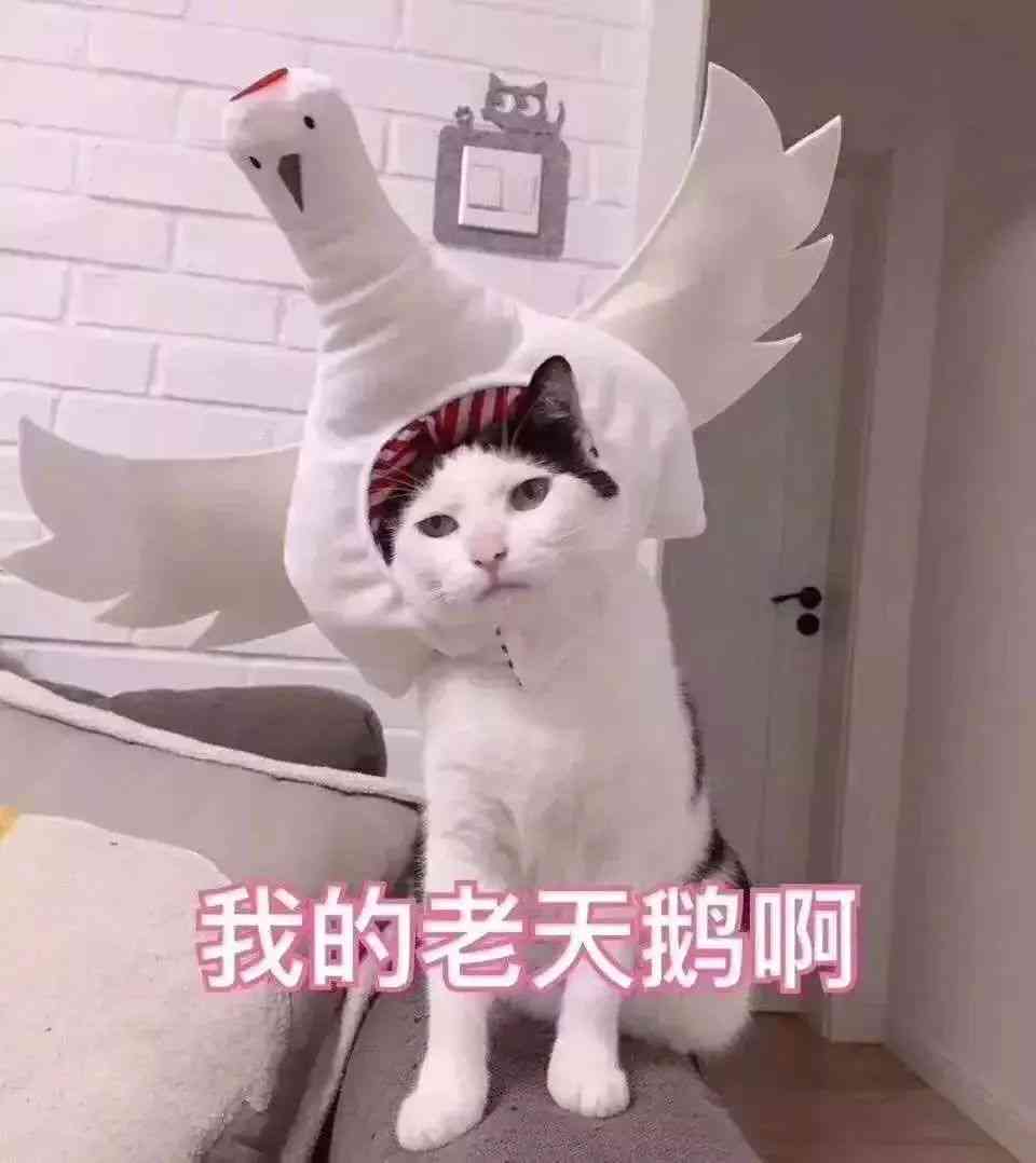 猫咪变成狮子：动画片攻略与头像设计指南