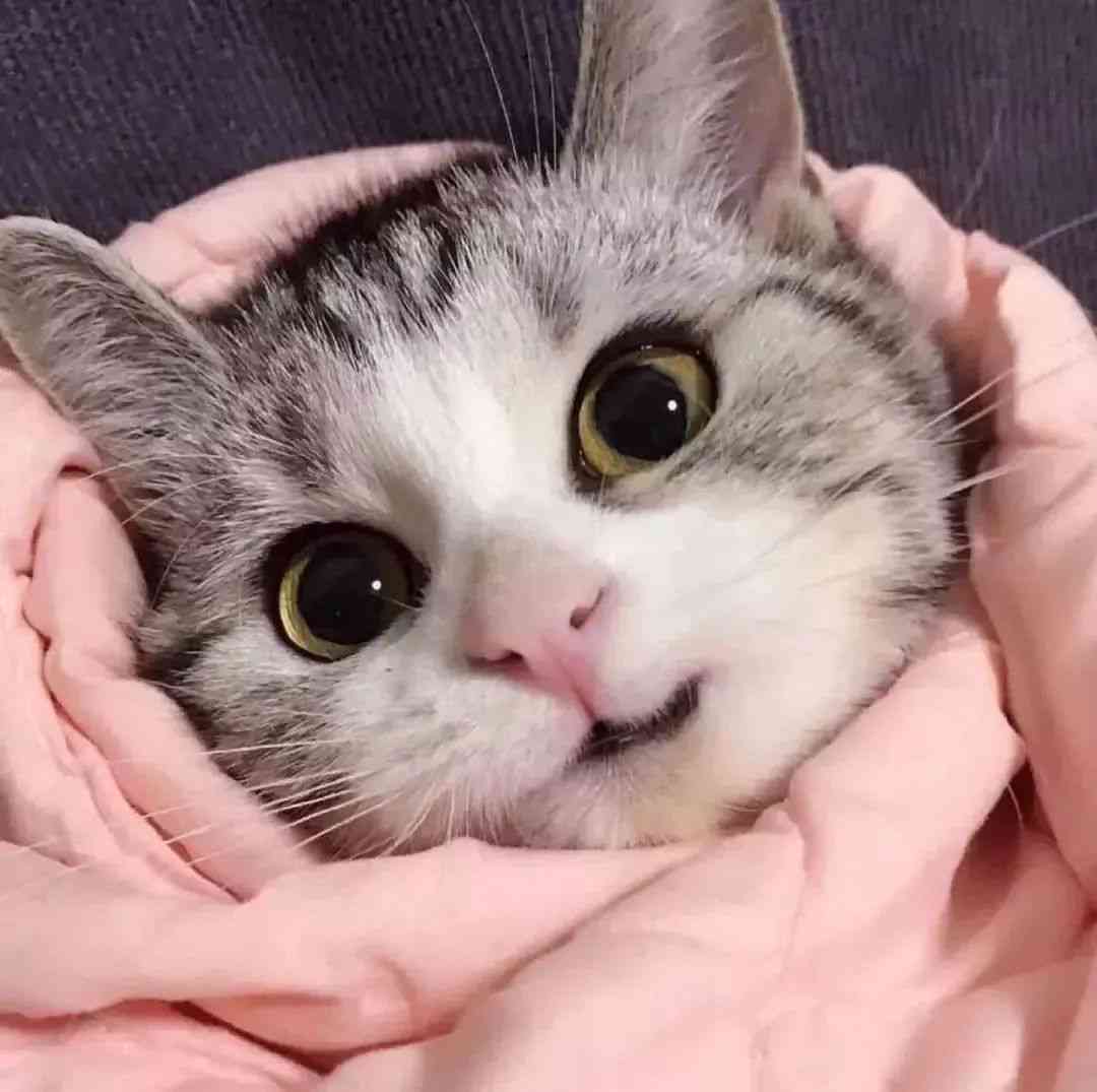 猫咪表情包大     ：百变猫猫搞笑瞬间，满足你的表情包需求