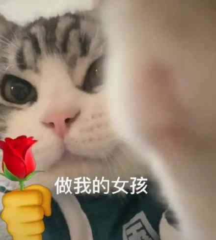 猫咪表情包大     ：百变猫猫搞笑瞬间，满足你的表情包需求