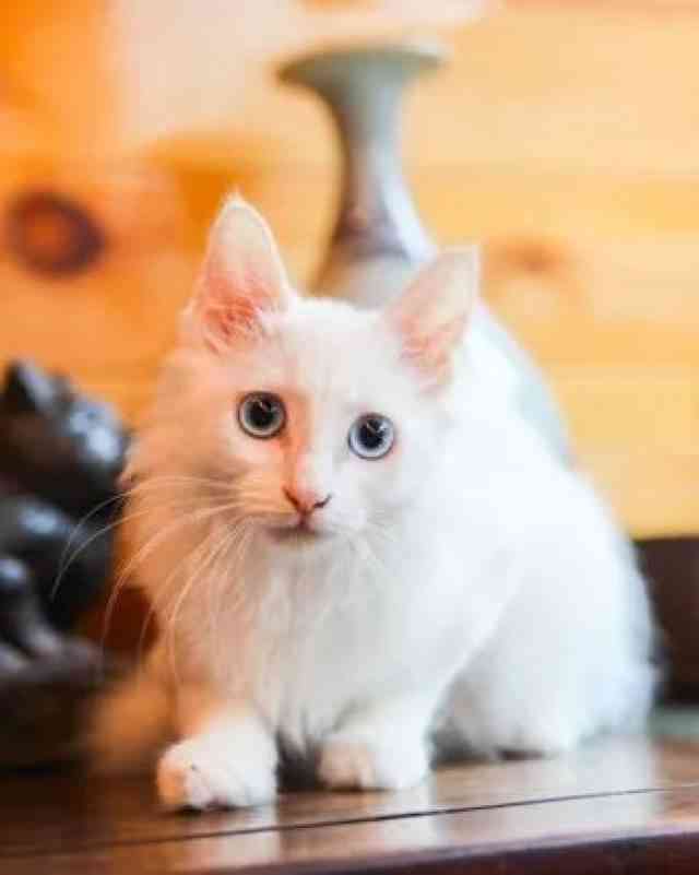 猫咪变装文案：短句搞笑创意集锦