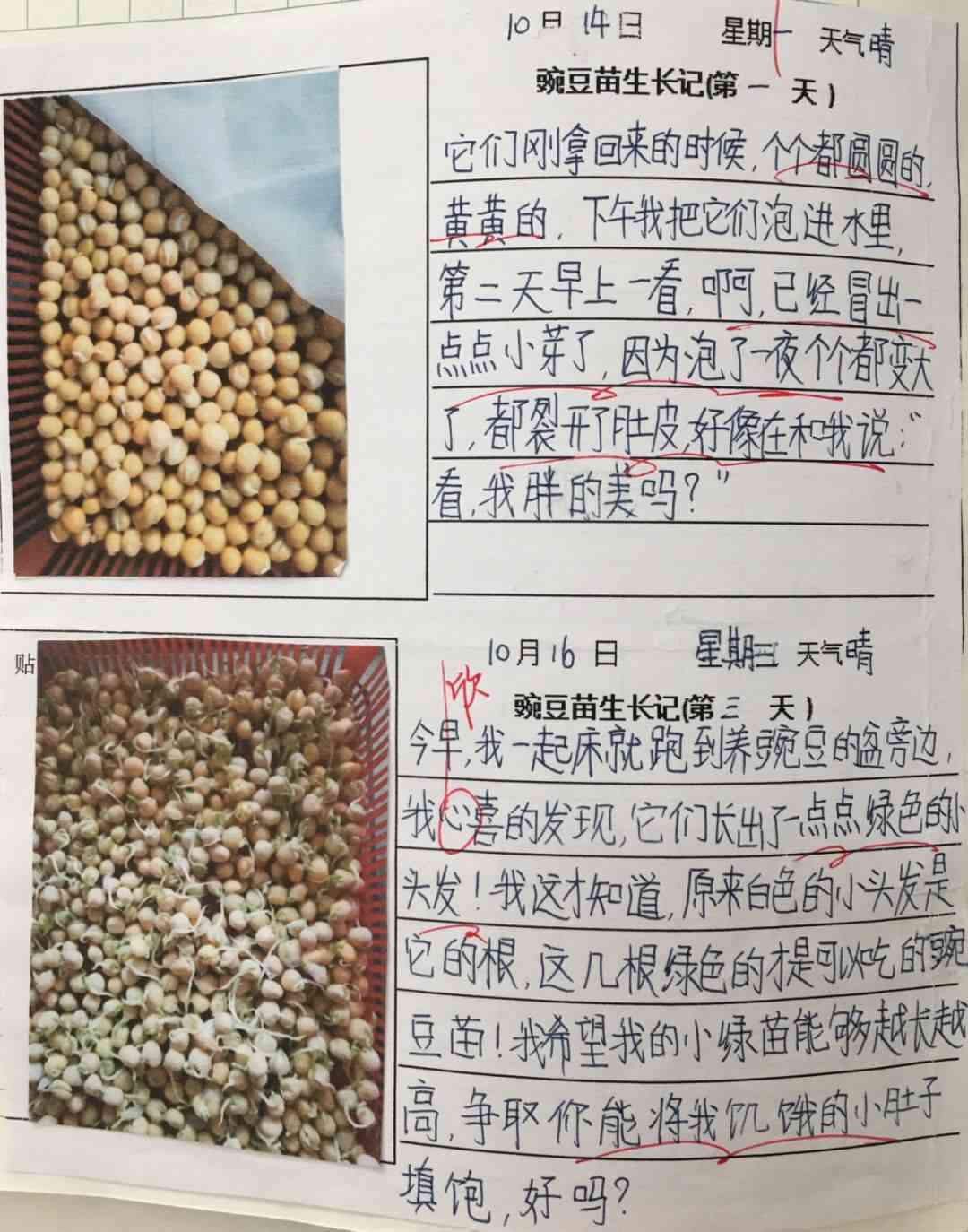 '如何巧妙撰写关于豆芽成长的作文：关键词导入指南'