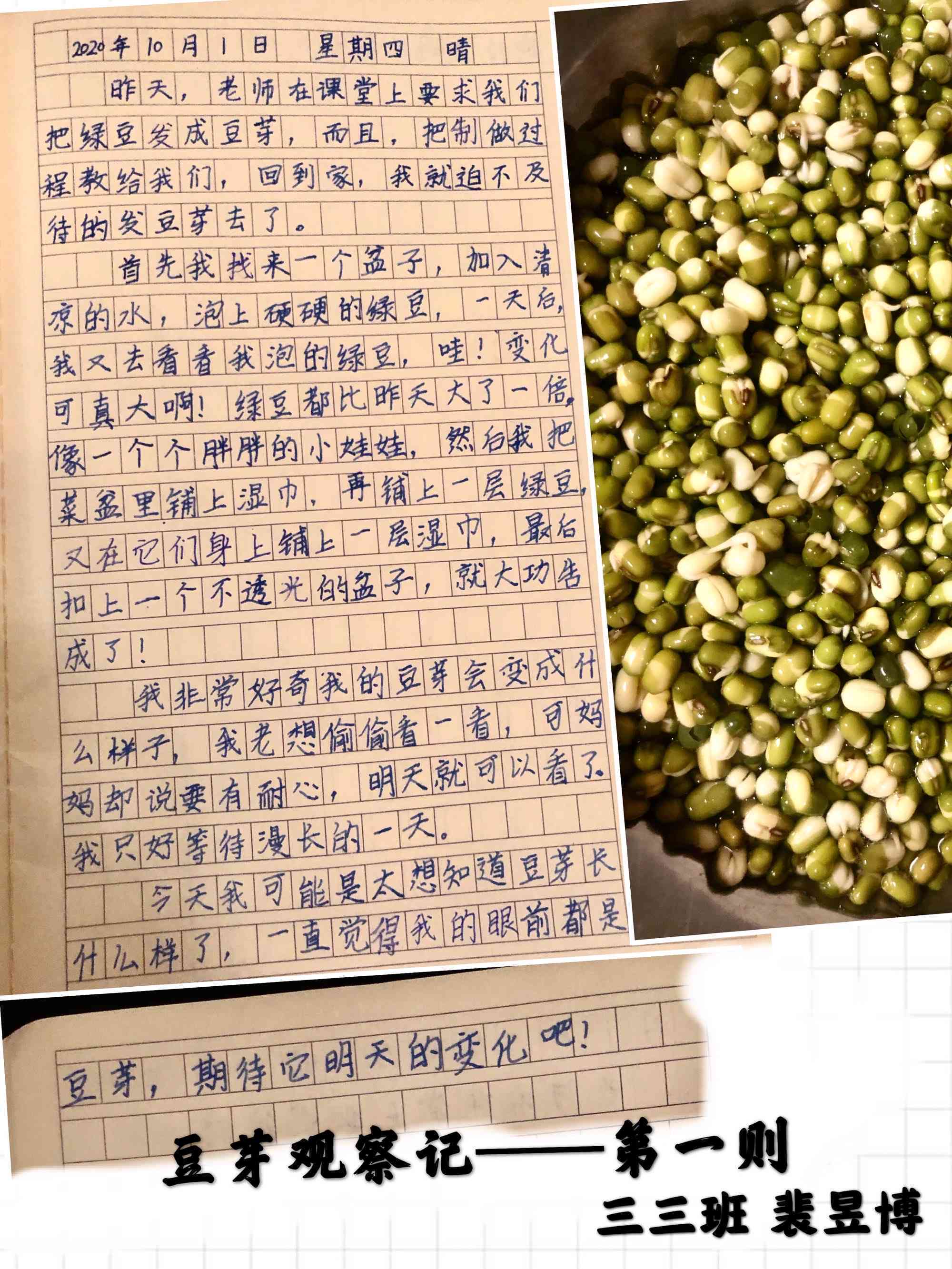 豆芽优秀作文：观察日记600字写作指导与400字范文精选