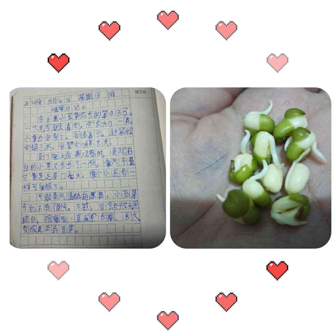 豆芽优秀作文：观察日记600字写作指导与400字范文精选