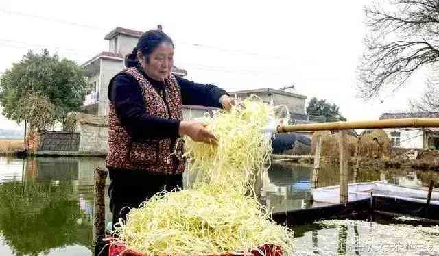 豆芽成长记：探索豆芽儿的培育过程与生活启示