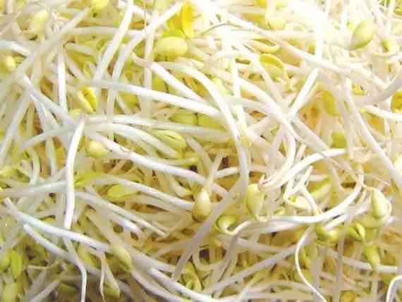 豆芽成长记：探索豆芽儿的培育过程与生活启示