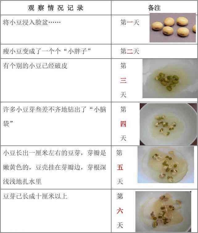 豆芽成长记：探索豆芽儿的培育过程与生活启示