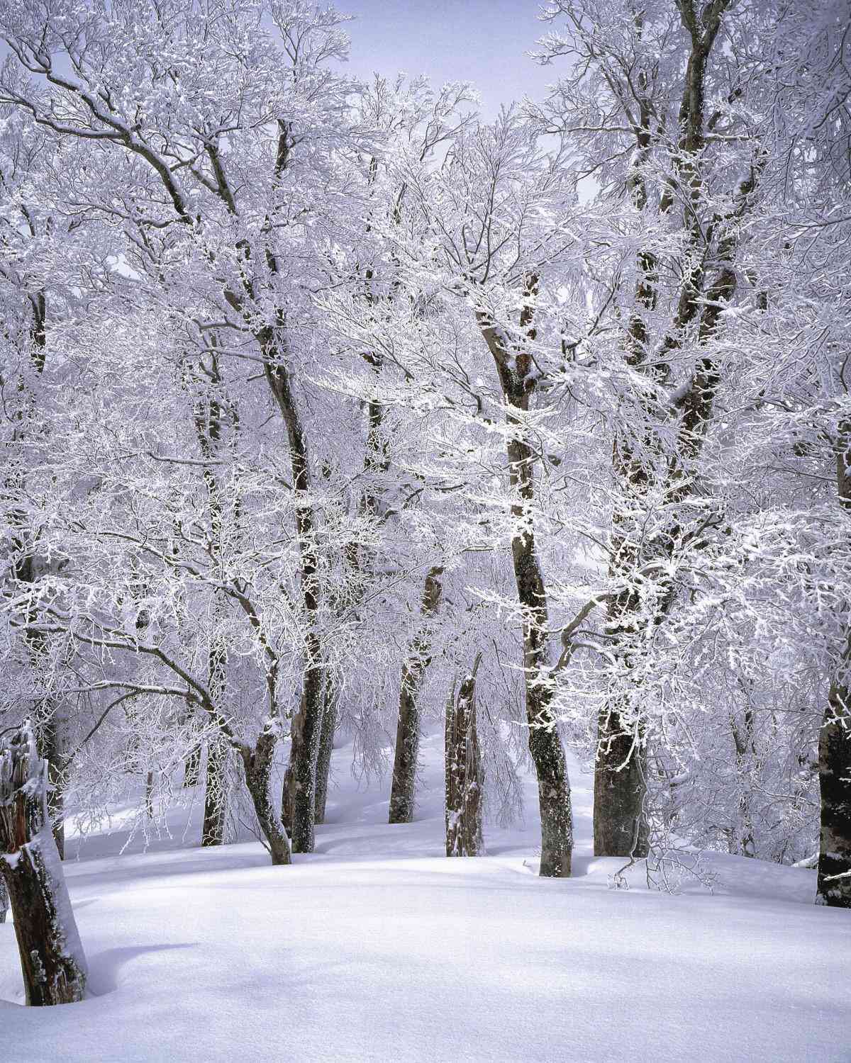 一句简短的雪景文案：短句干净治愈，描绘纯净冬日美景