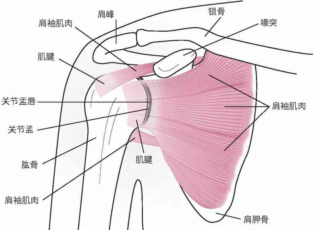 冈上肌腱修复手术费用解析：涵不同类型、程度及医院级别价格范围